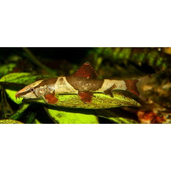 Homaloptera Orthogoniata / Zadelvlekalgeneter