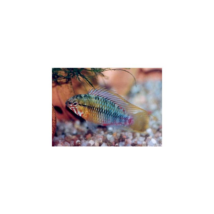 Apistogramma Hongsloi