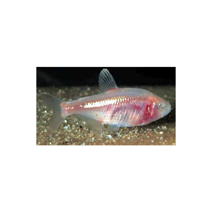 Astyanax Mexicanus