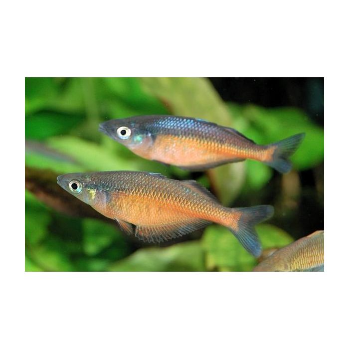 Chilatherina Sentaniensis