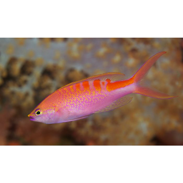 Pseudanthias Lori