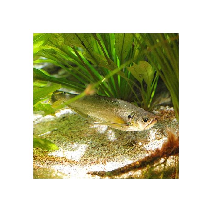 Hydrolycus Scomberoides / Vampier Tetra