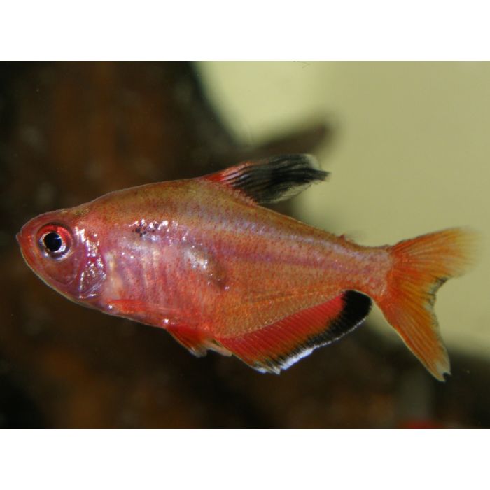 Hyphessobrycon Copelandi