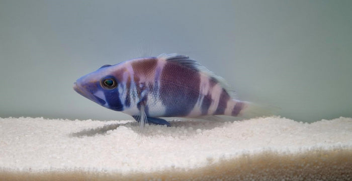 Hypoplectrus indigo - Indigo Hamletbaars