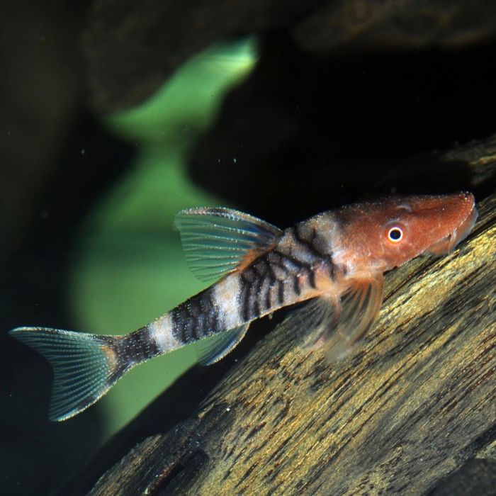 Hypoptopoma Sp. Peru 1 / Robocop Dwergalgeneter