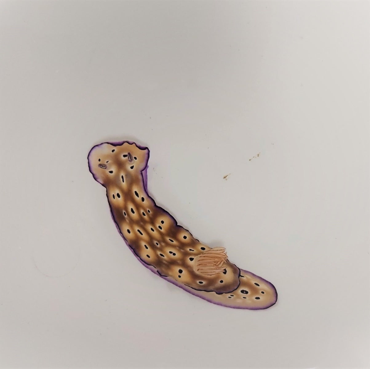 Hypselodoris tryoni - Dorid nudibranch