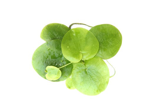 Limnobium laevigatum (Los)