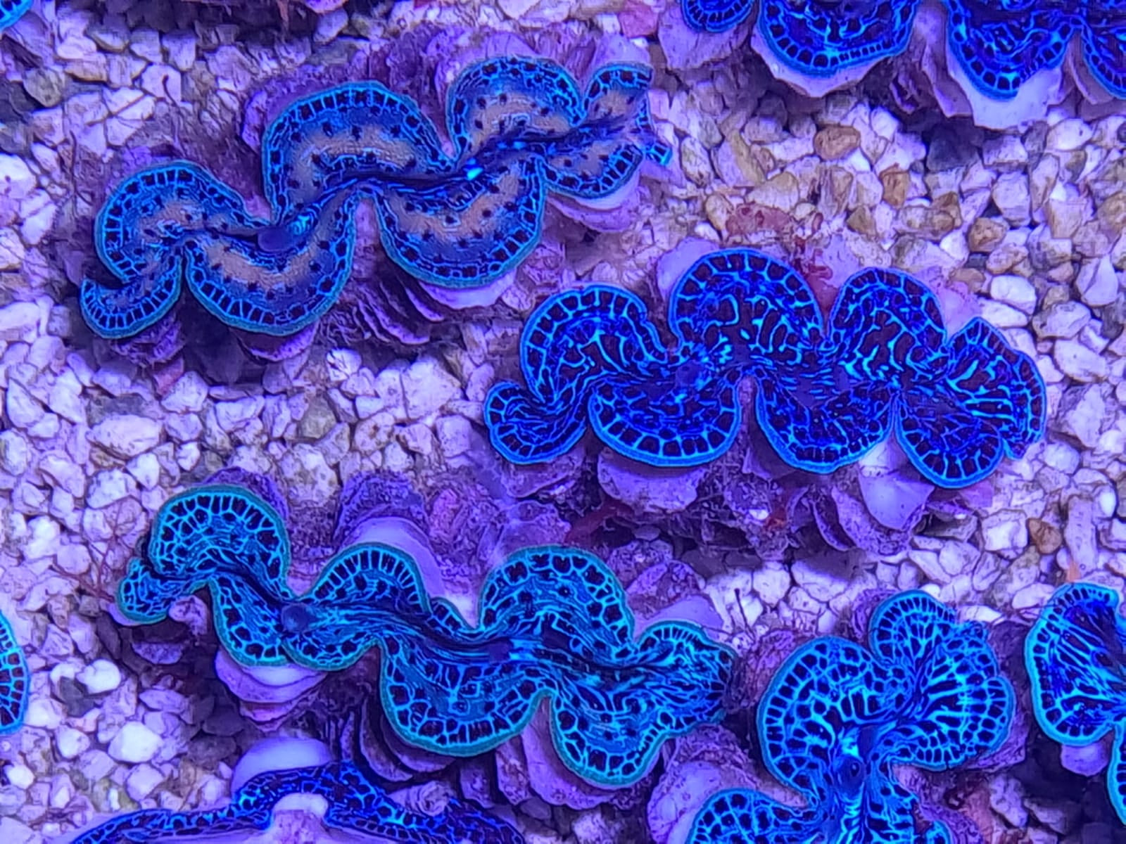 Tridacna maxima (Ultra Blue Pacific) - Maxima clam (Ultra Blue Pacific)