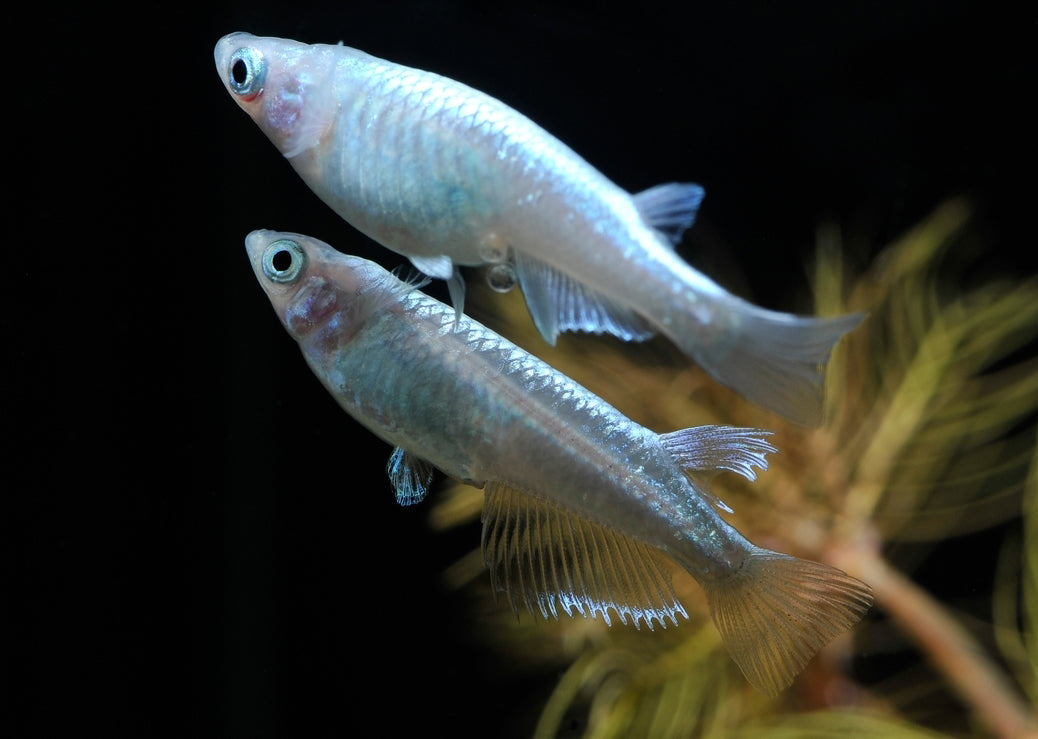 Japanse Rijstvis Miyuki Wit