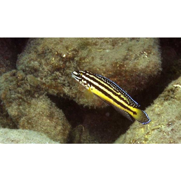 Julidochromis Regani Zambia