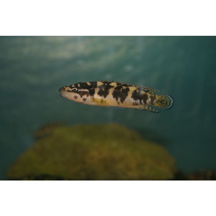 Julidochromis Transcriptus Kissi Tanganyika Cichlide