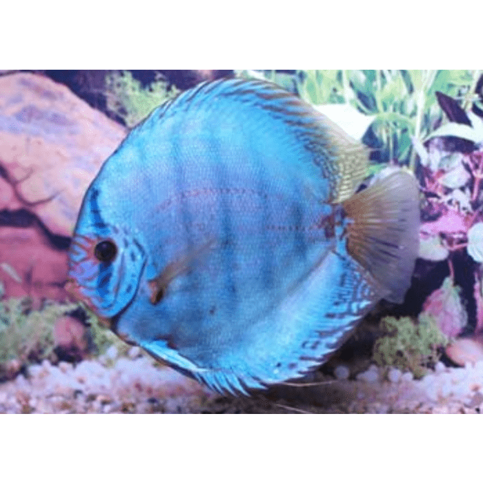 Stendker Kobalt Discusvis