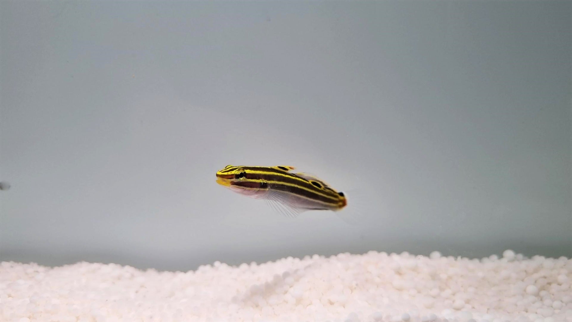 Koumansetta hectori - Hector's goby
