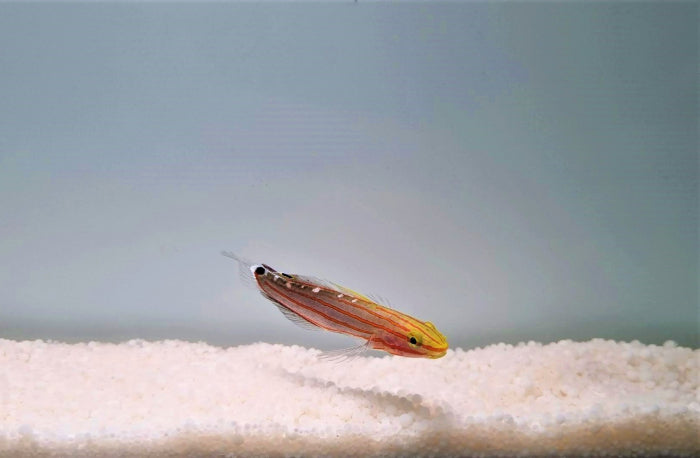 Koumansetta rainfordi - Old glory