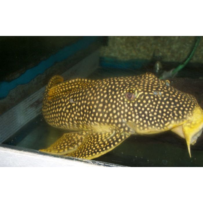 Scobinancistrus Auratus Sunshine Pleco L014