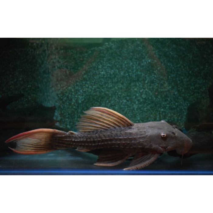 Pseudacanthicus Pitanga L024