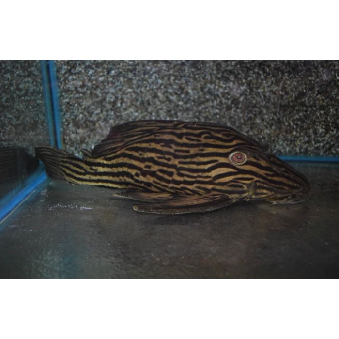 Panaque Cf. Armbrusteri Xingu L027