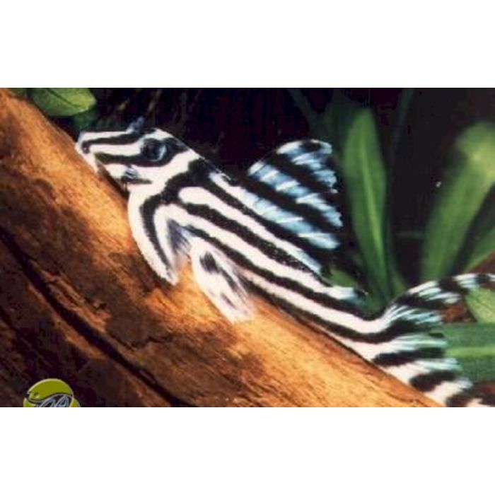 Hypancistrus Zebra L046