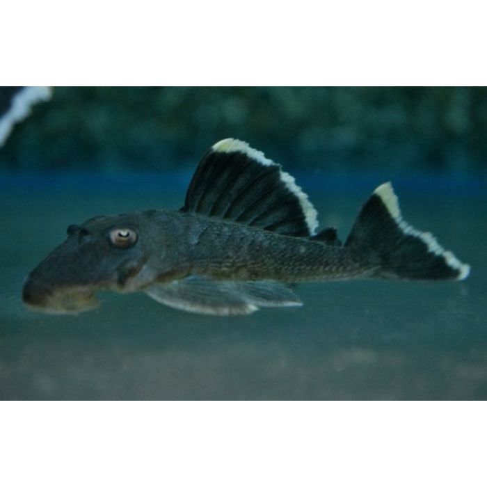 Baryancistrus SP L047