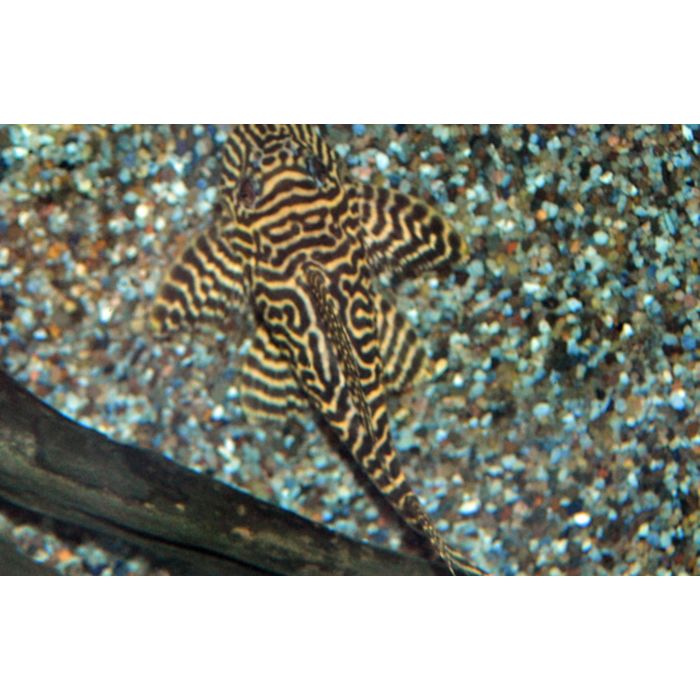 Hypancistrus Sp. L066