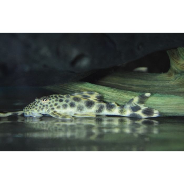 Peckoltia Sabaji L075