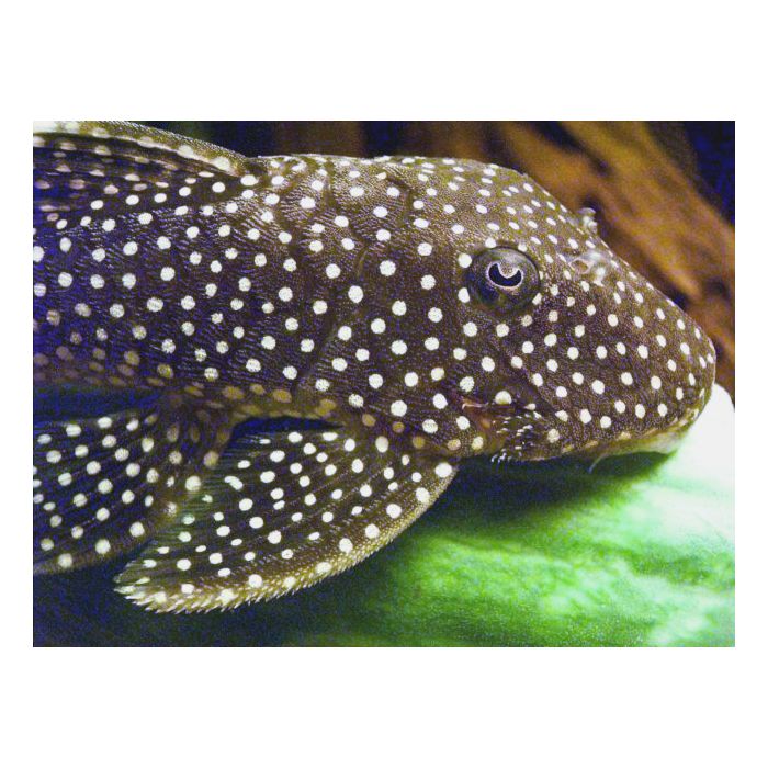 Baryancistrus sp. L081