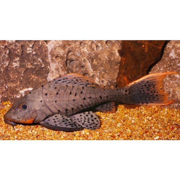 Pseudorinelepis Genibarbis L095