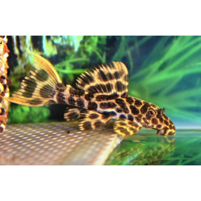 Pseudacanthicus Leopardus L114