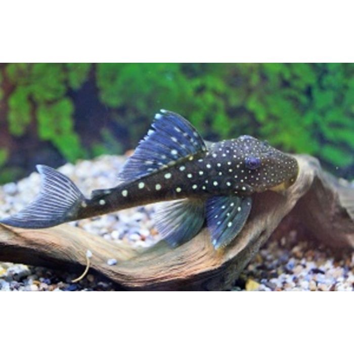 Hemiancistrus SP Blue Phantom L128