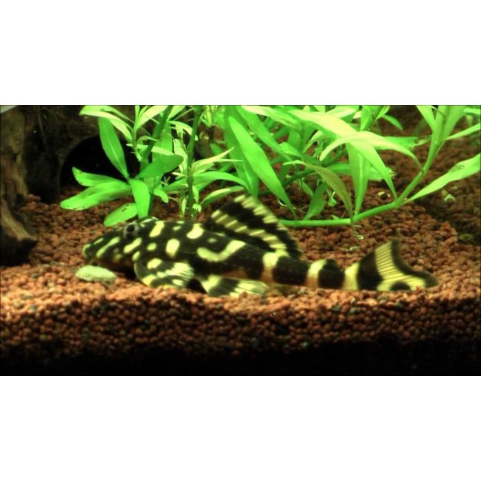 Peckoltia Brachyurus L168