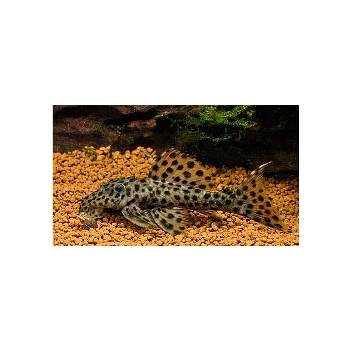 Leporacanthicus Heterodon L172