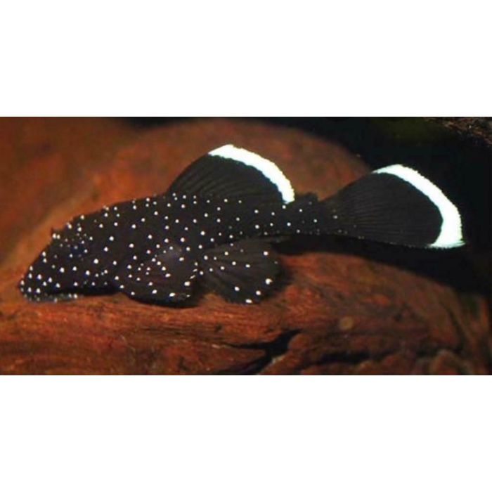 Ancistrus Sp. Harnasmeerval Brazilie L181