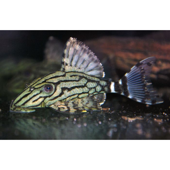 Panaque sp. Broken Line Royal Pleco L191