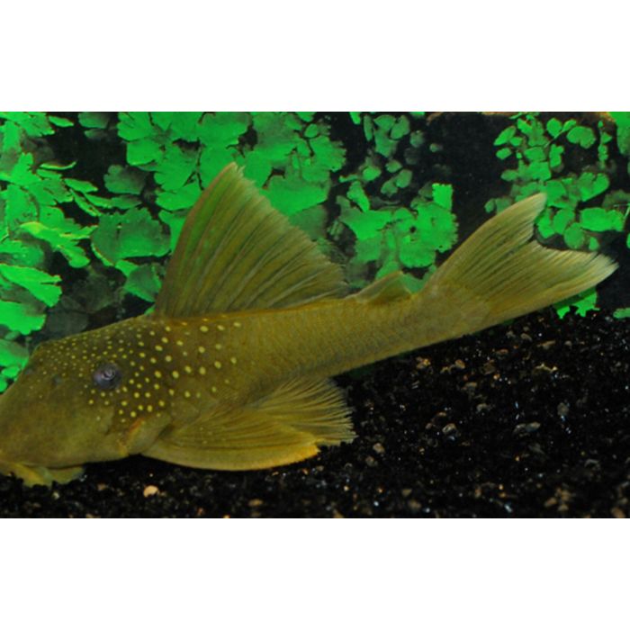 Hemiancistrus Subviridis Green Phantom L200