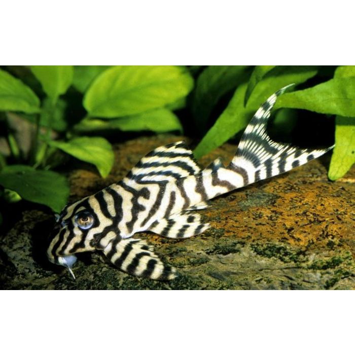 Hypancistrus Sp. / L236