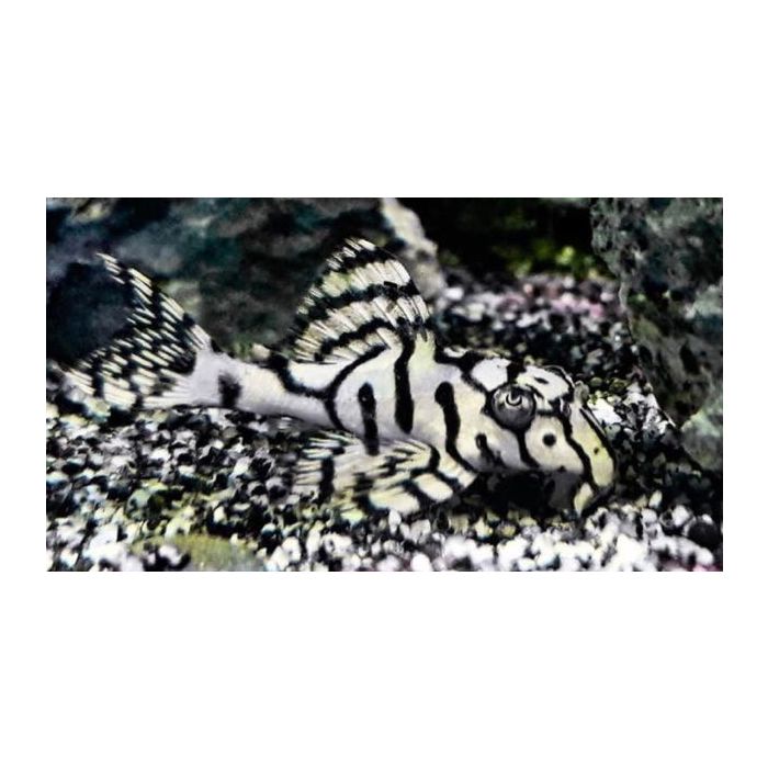 Hypancistrus Snow White L236