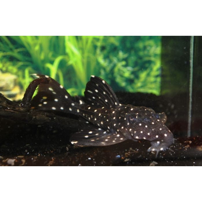Leporacanthicus Galaxias Galaxias Pleco L240