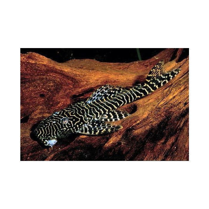 Pseudolithoxus Tigris L257