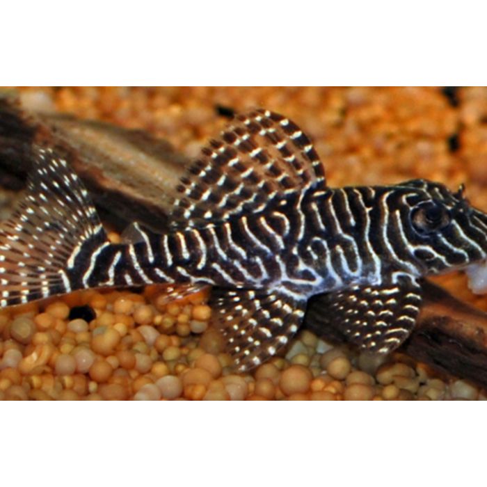 Hypancistrus Sp. L260