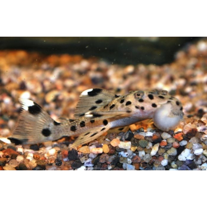 Leporacanthicus Joselimai L264