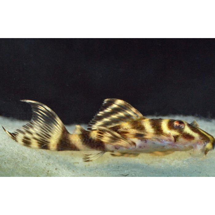 Hypancistrus SP L270