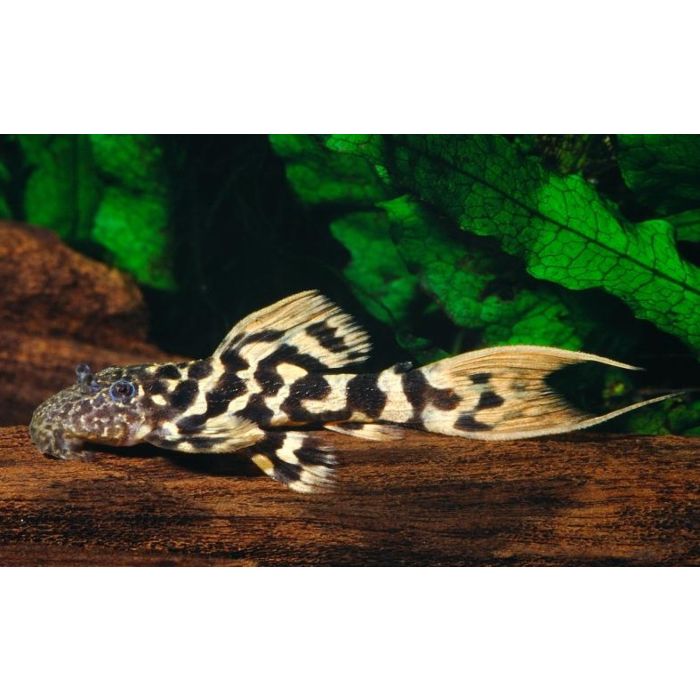 Pseudacanthicus sp. ML L273