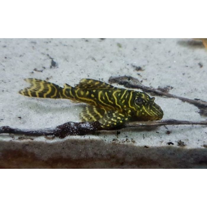 Hypancistrus sp. L340