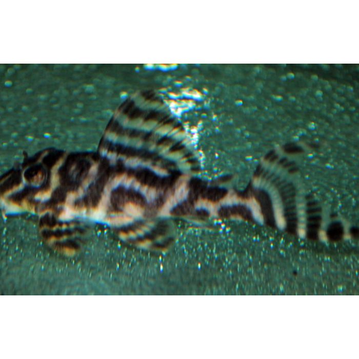 Hypancistrus Sp. / L400