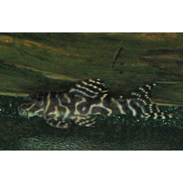Hypancistrus Sp. L401