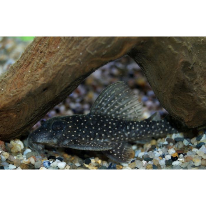 Hypancistrus Margaritatus L404