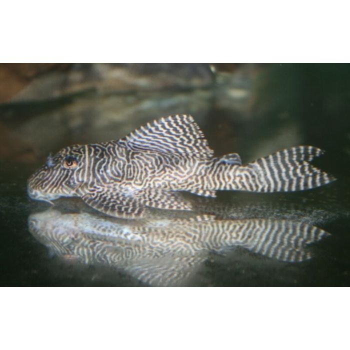 Hypancistrus Sp. L411