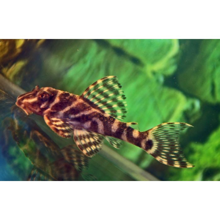 Hypancistrus SP L450