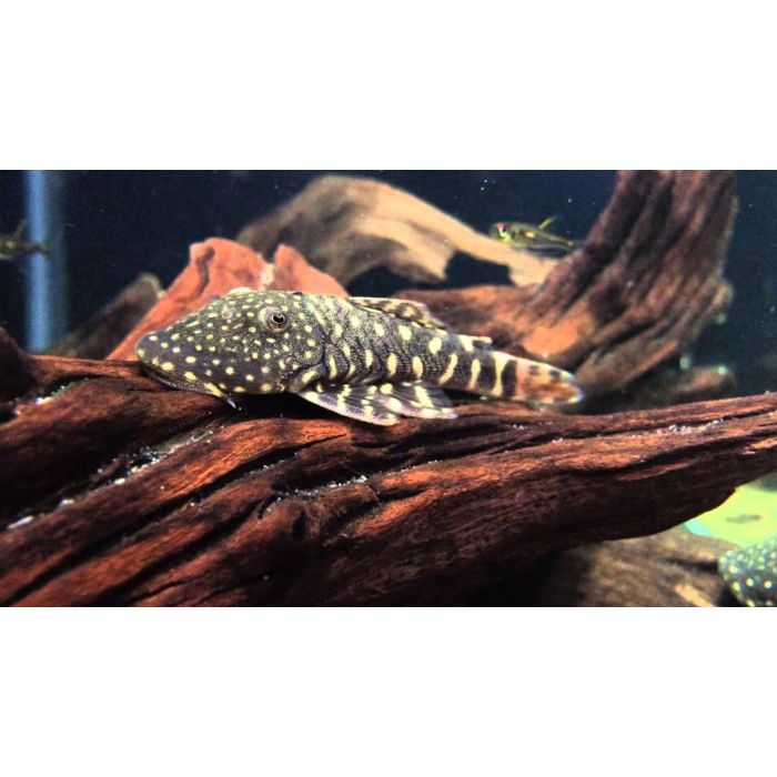 Chaetostoma Sp. L455