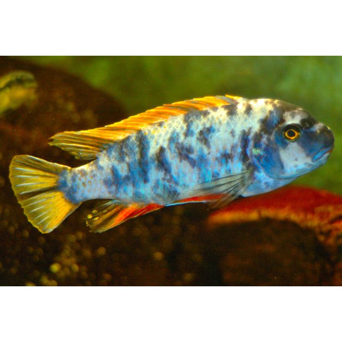 Labeotropheus Fuelleborni Marmelade Cat Fuelleborn's Cichlide